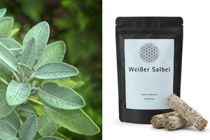 Geschichte des Räucherns mit Salbei: Tradition, Wirkung und richtige Anwendung