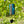 Zaphir Chime Blue Moon Winter blue