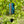 Zaphir Blue Moon Winter Season blue
