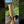 Koshi Aria Element Luft Hörprobe